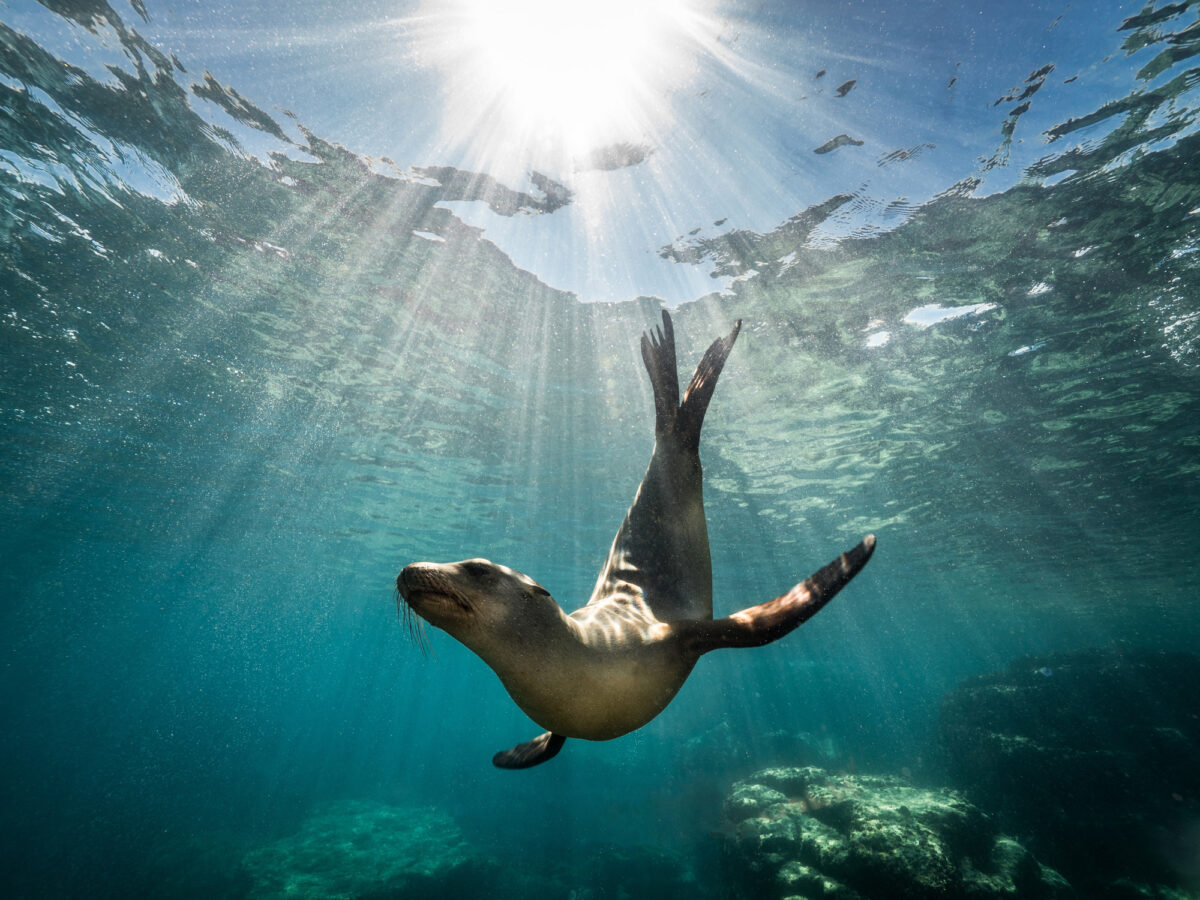 Sea lion strikes a dramatic pose