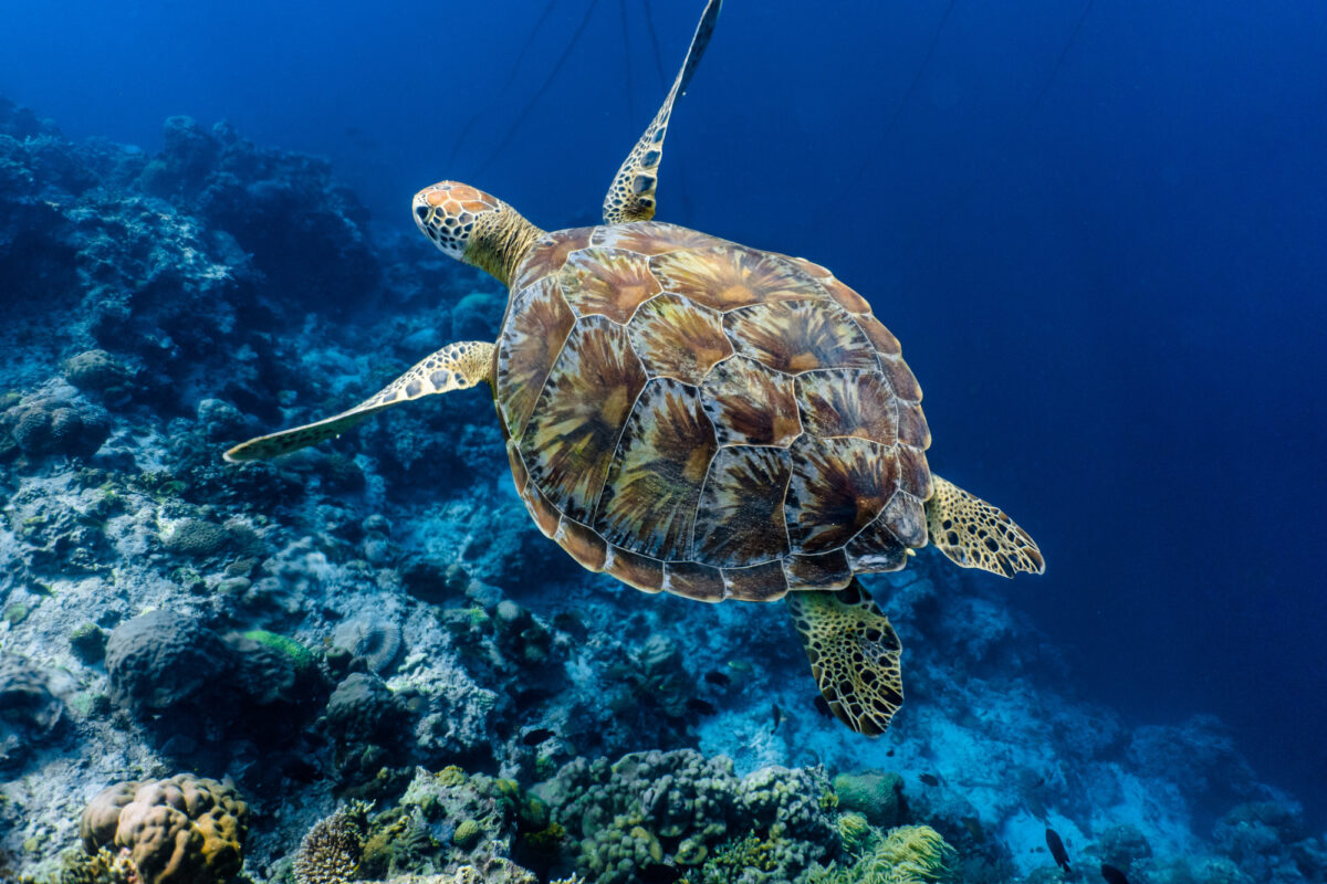 Sea turtle in a blue sea