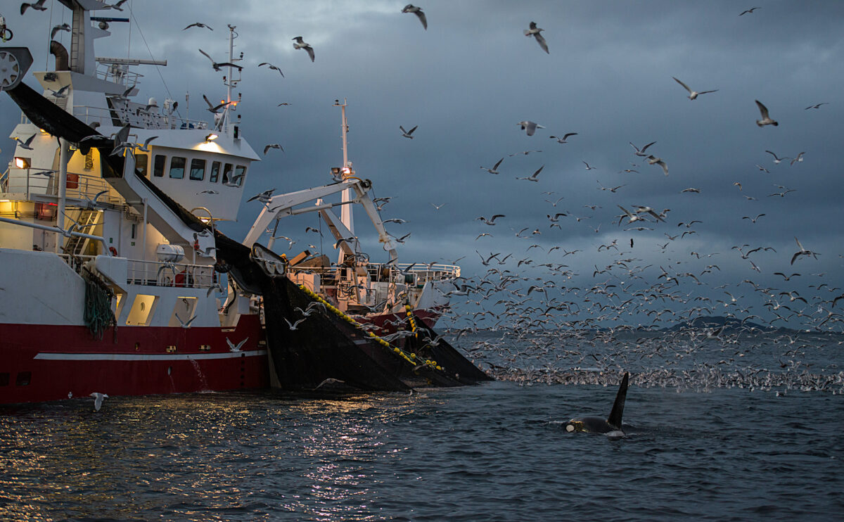 Seabirds attracted to a fishing vessel