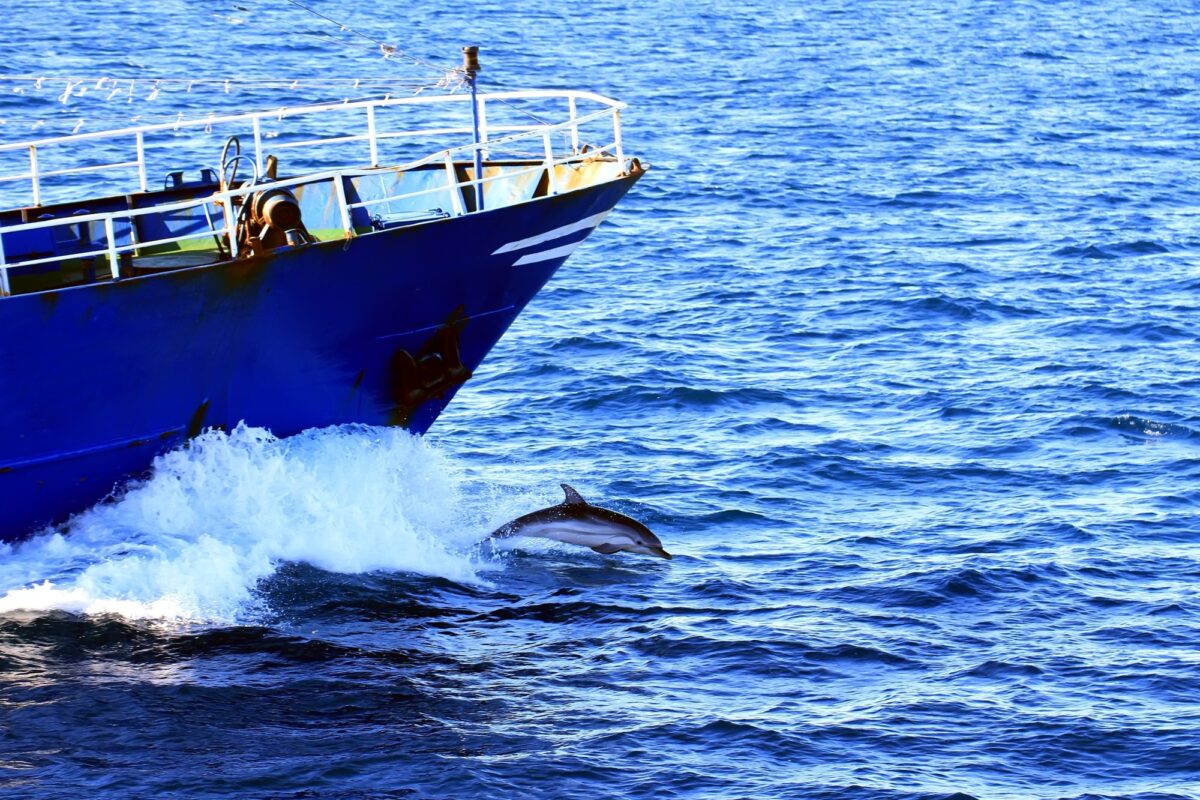 Dolphin leaps out of the water in front of a moving fishing boat