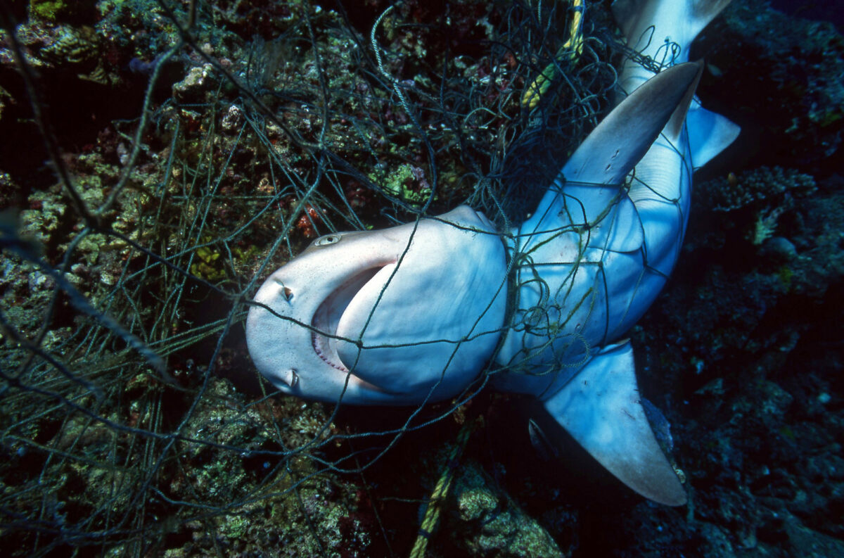 Dead shark entangled in a fishing net