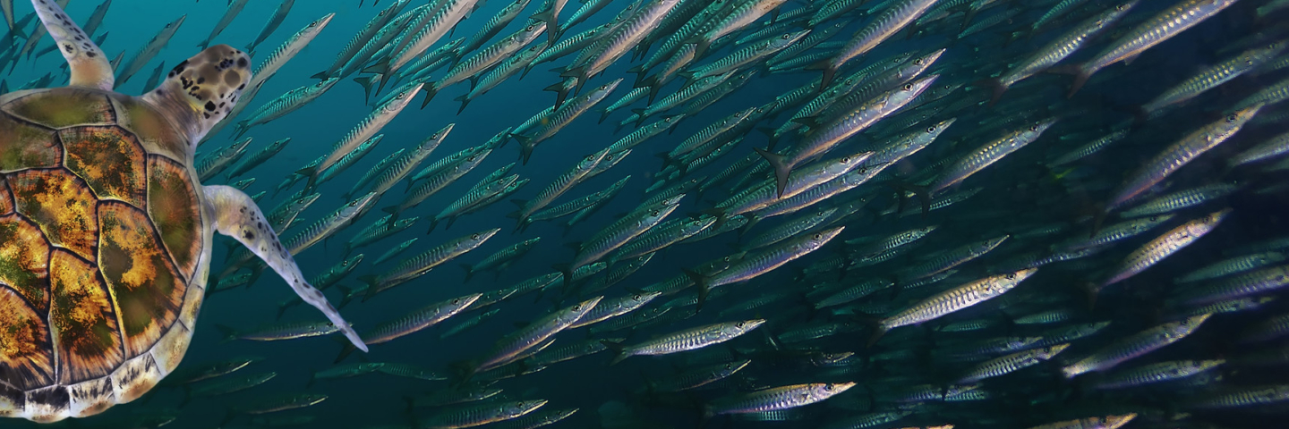 Sea turtle swimming in a school of fish