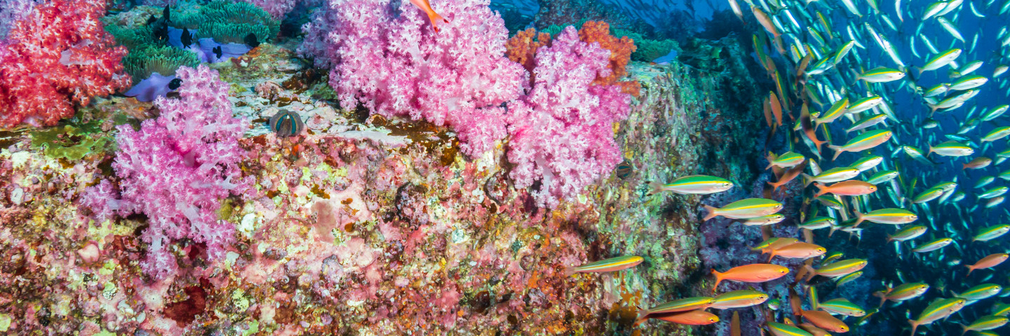 Many colorful fish swimming around colorful coral reef