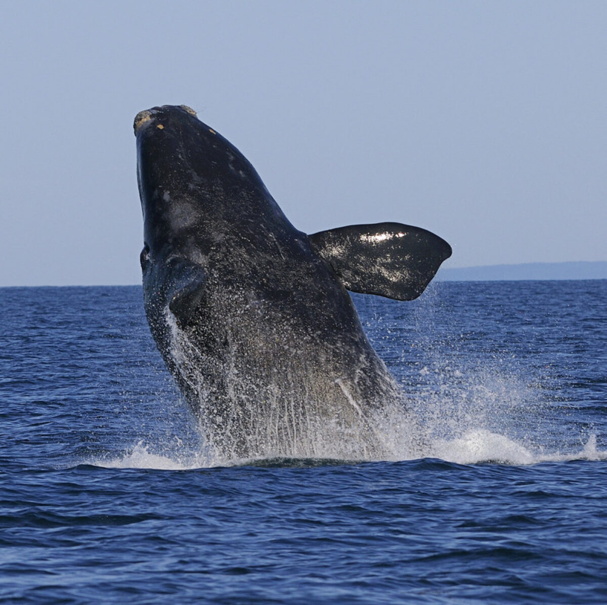 North Atlantic Right Whale breaching