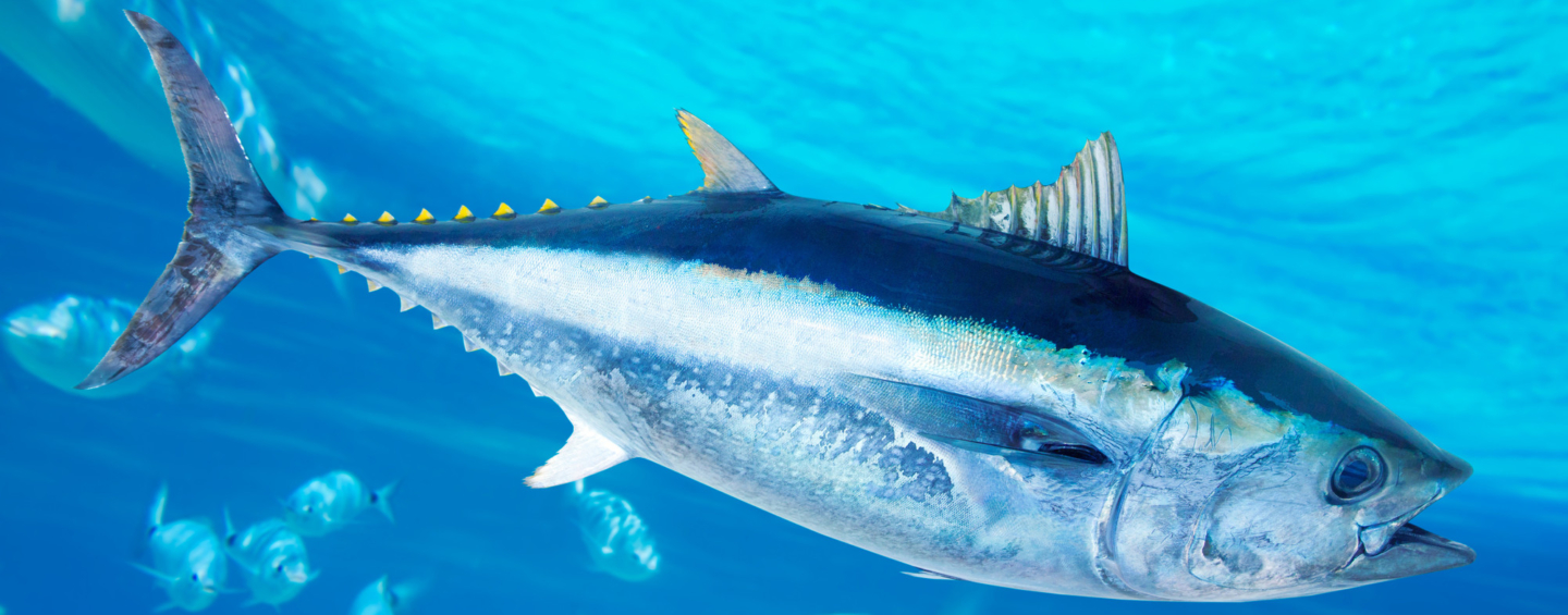Bluefin tuna Thunnus thynnus saltwater fish
