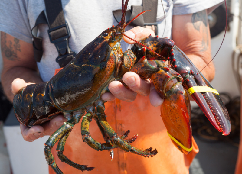 Close up of lobster held in hands of a fisherman
