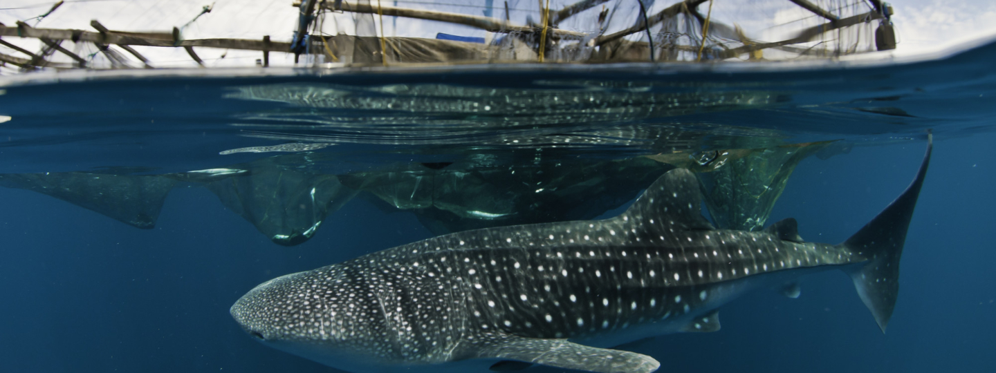A whale shark swimming under a fishing boat.