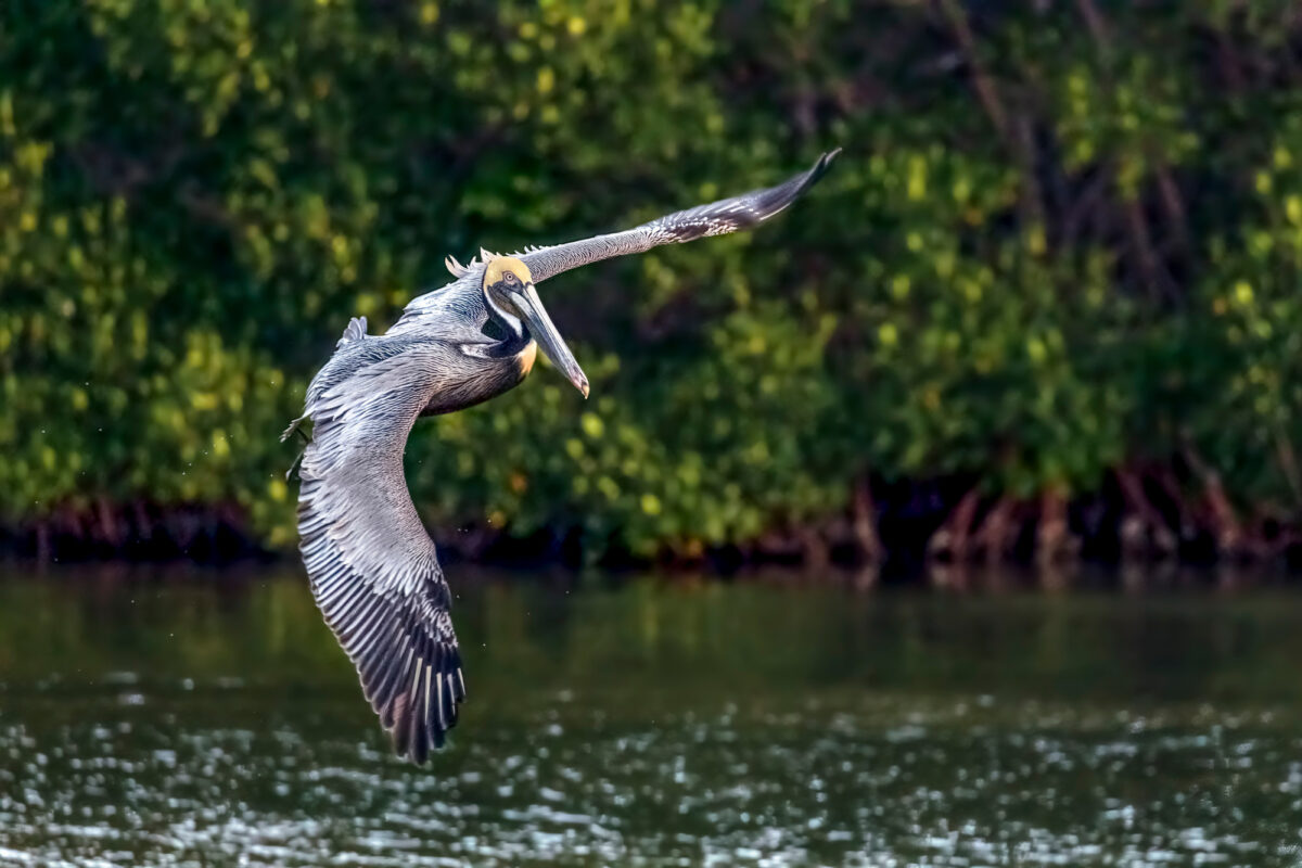 Brown pelican over mangrove pond