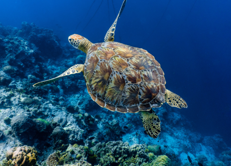 Sea turtle in a blue sea