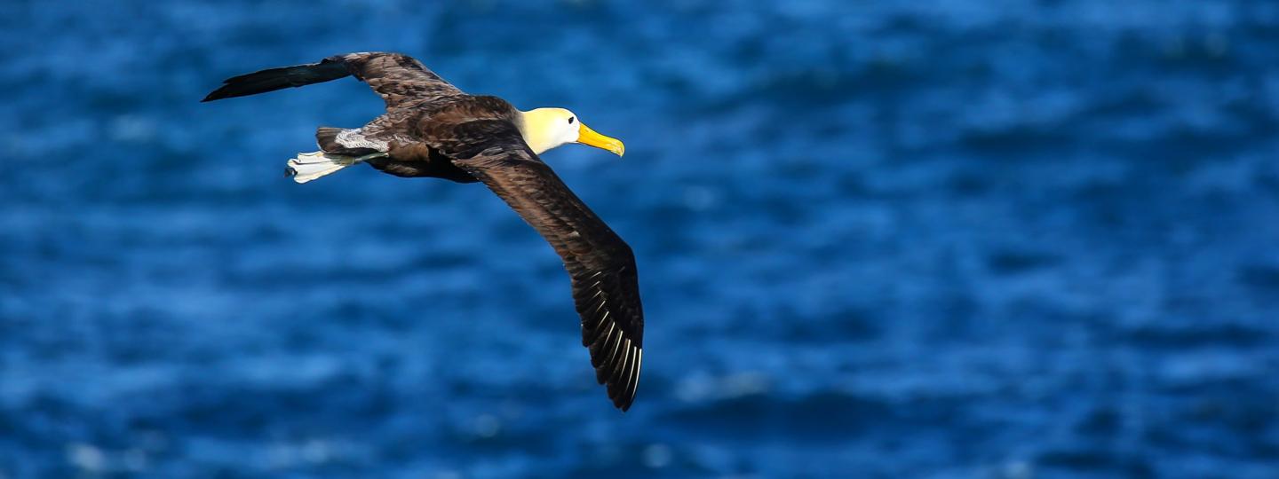 Waved albatross in flight on Espanola Island, Galapagos National