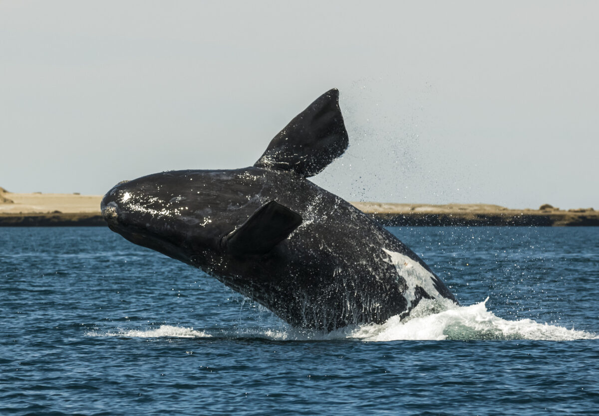 Whale jumping in Peninsula Valdes,, Patagonia, Argentina