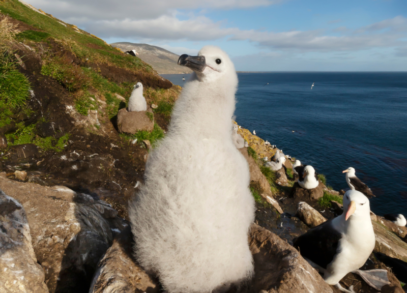 Close-up Of A Young Black-browed Albatross Chick