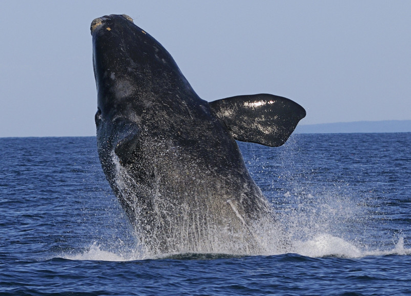 North Atlantic Right Whale breaching