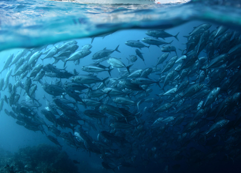 School of fish swimming underneath a fishingboat