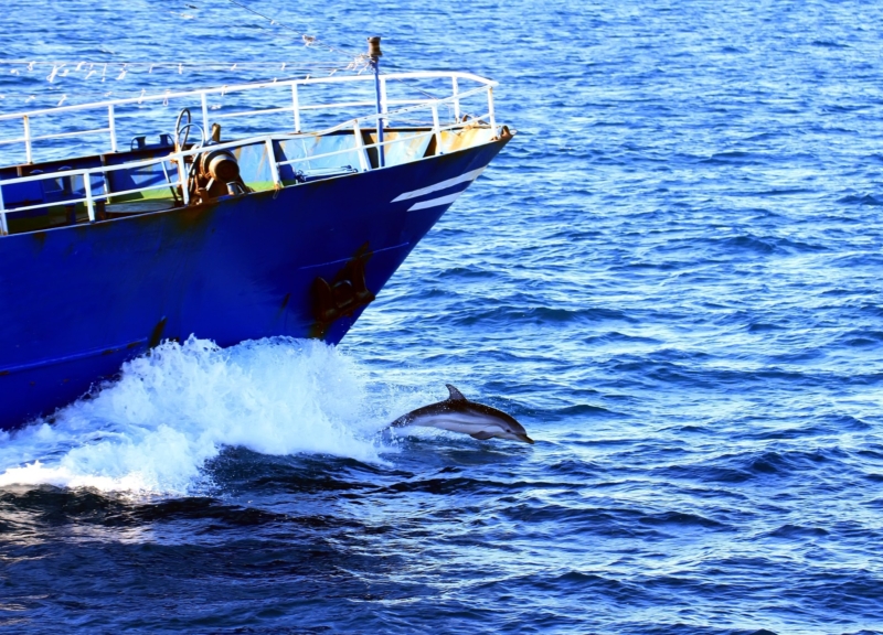 Dolphin leaps out of the water in front of a moving fishing boat