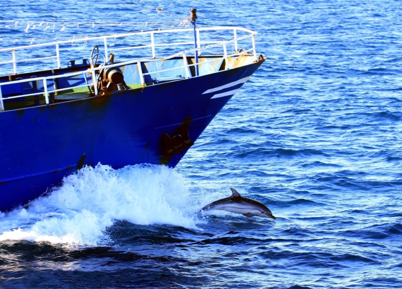 Dolphin leaps out of the water in front of a moving fishing boat