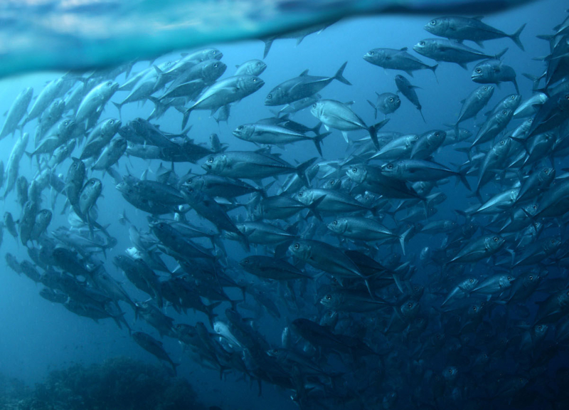 School of fish swimming underneath a fishingboat