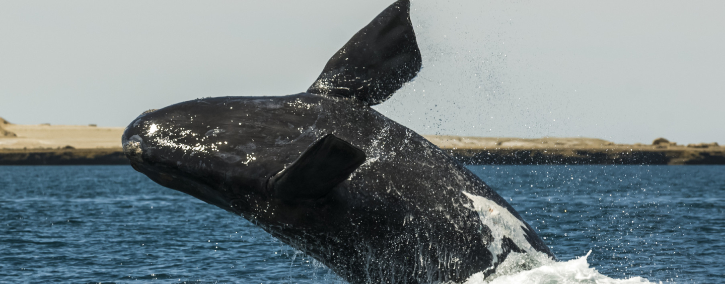 Whale jumping in Peninsula Valdes,, Patagonia, Argentina