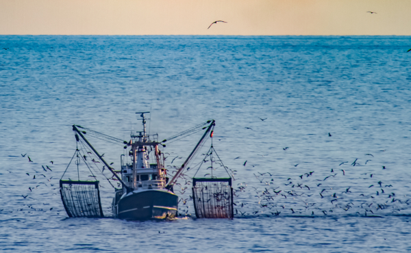 A shrimp cutter with lifted fishnets and a flock of seagulls in the evening sun