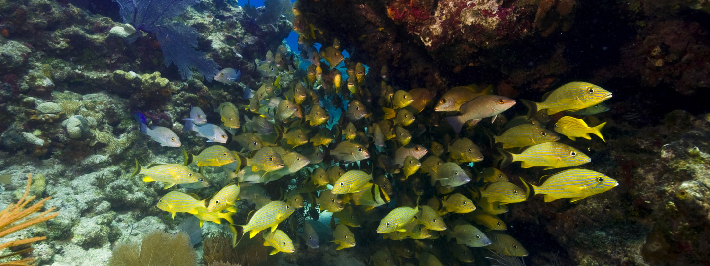 Yellow snappers swimming under coral outcropping