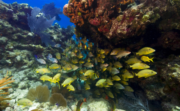 Yellow snappers swimming under coral outcropping