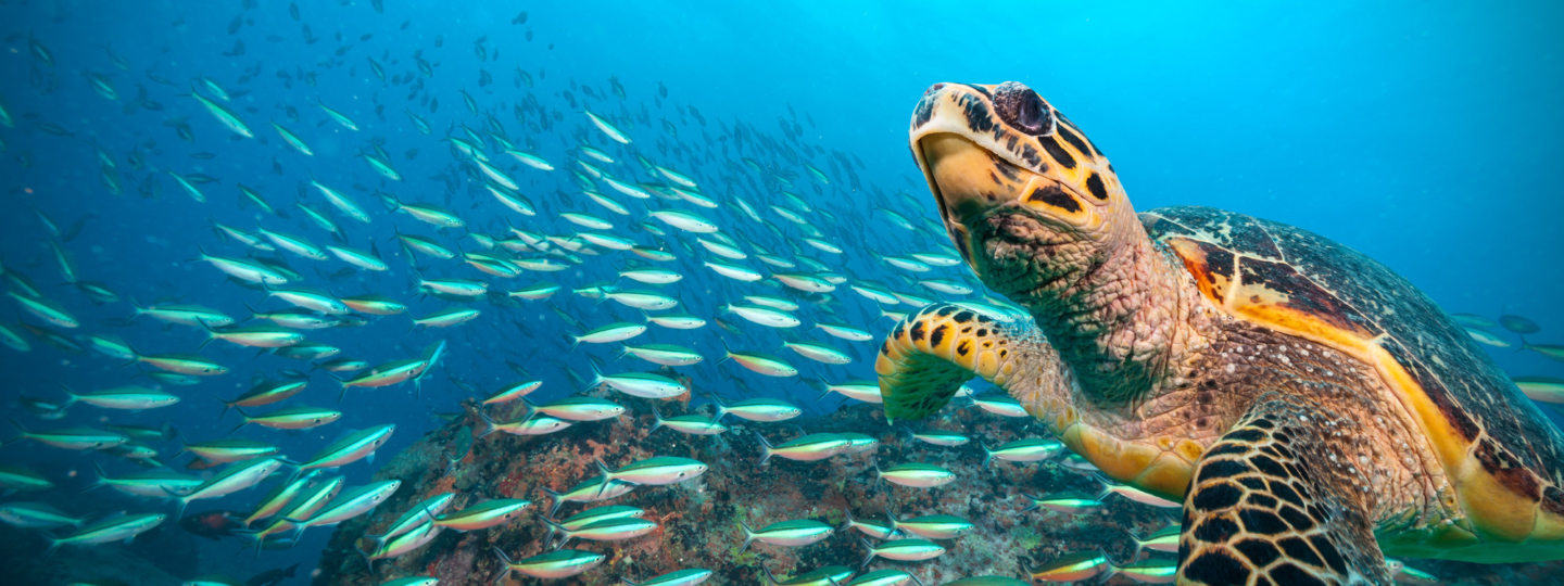 Hawksbill Sea Turtle flowing in Indian ocean, flock of fish on background