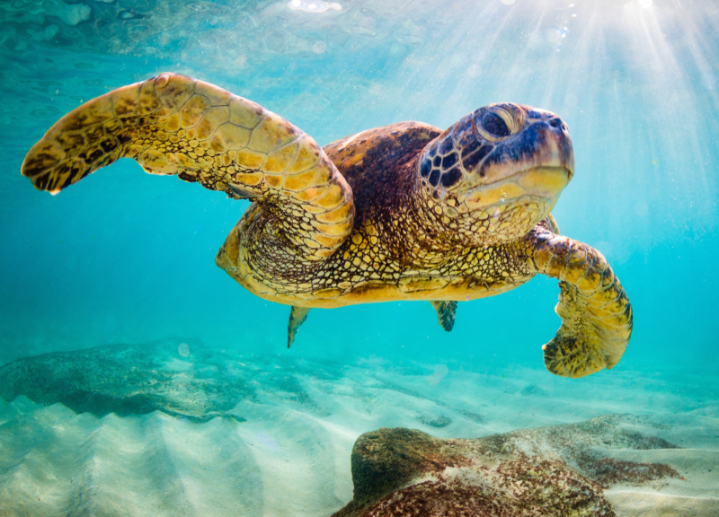 An endangered Hawaiian Green Sea Turtle cruises in the warm waters of the Pacific Ocean in Hawaii.