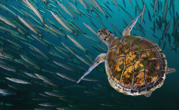 Sea turtle swimming in a school of little fish