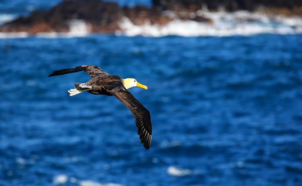 Waved albatross in flight on Espanola Island, Galapagos National