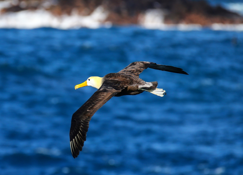 Waved albatross in flight on Espanola Island, Galapagos National
