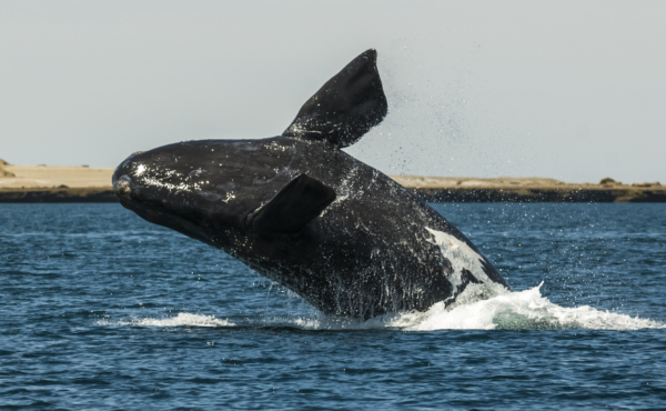 Whale jumping in Peninsula Valdes,, Patagonia, Argentina