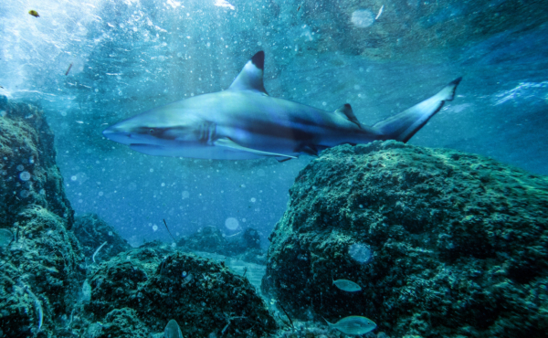 Shark swimming near coral