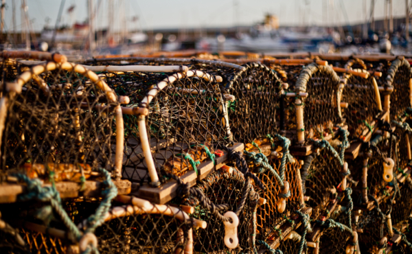 Lobster pots lined up on a dock