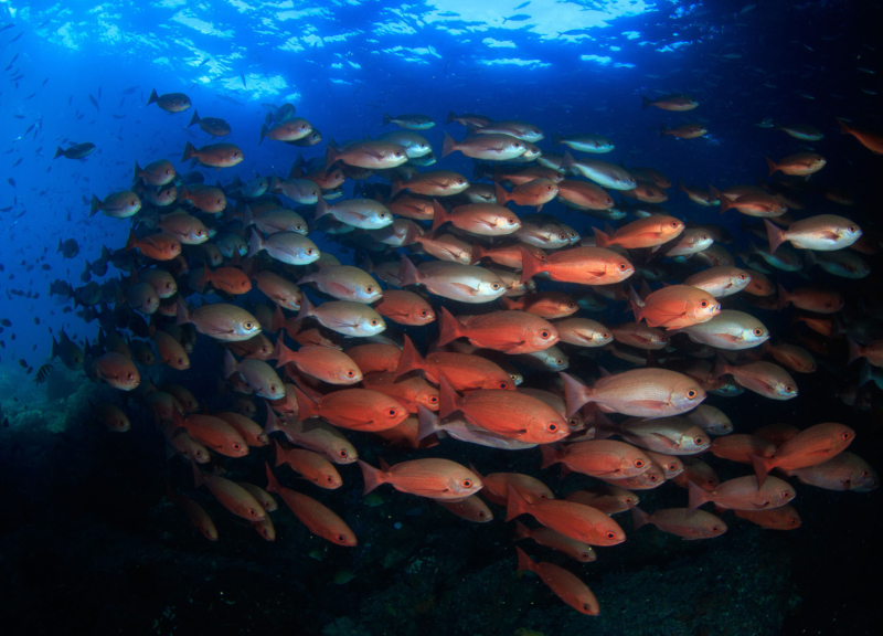 School of red snapper