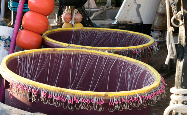 long line fishing hooks draped across a barrel
