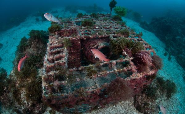 abandoned lobster trap