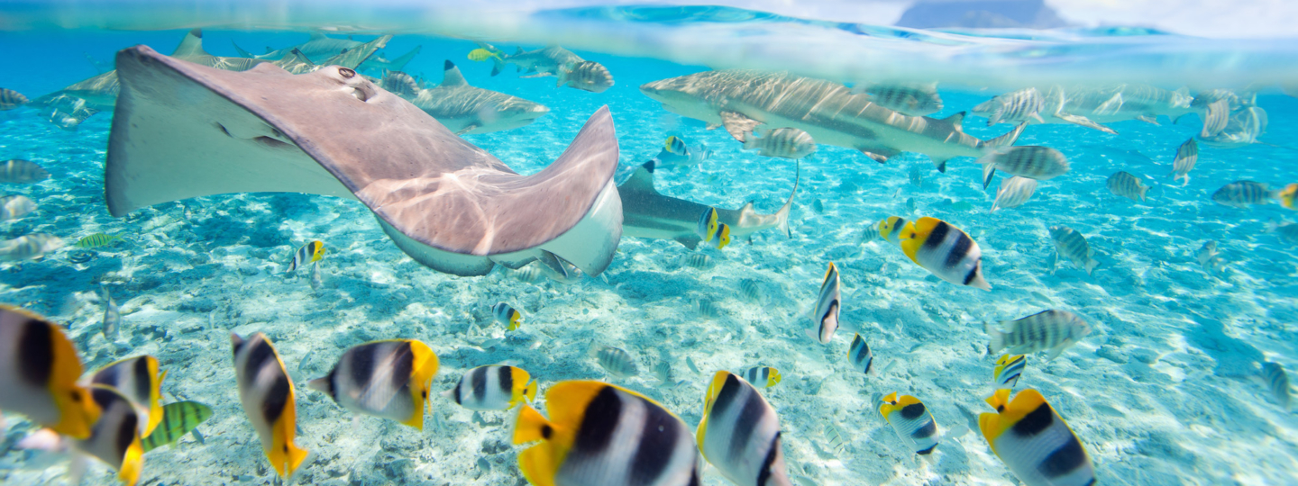 Colorful fish, stingray and black tipped sharks underwater in BoraBora lagoon