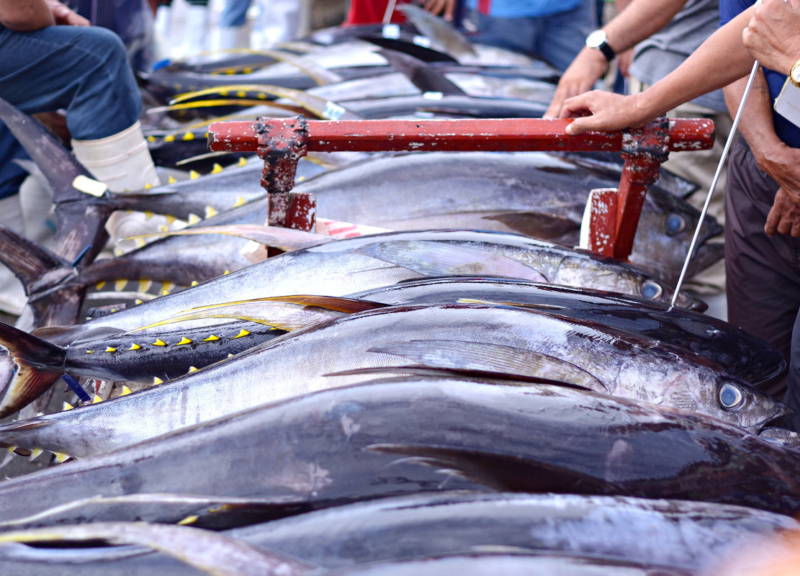 Tunas lined up in a market