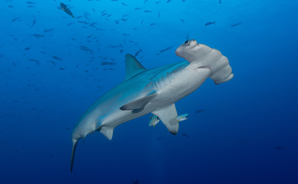 Scalloped hammerhead shark