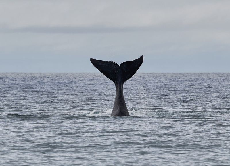 Whale tail sticking up out of the ocean