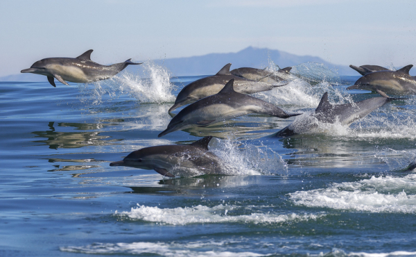 Pod of dolphins jumping out of the ocean