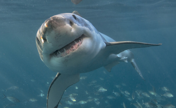 great white shark showing its teeth