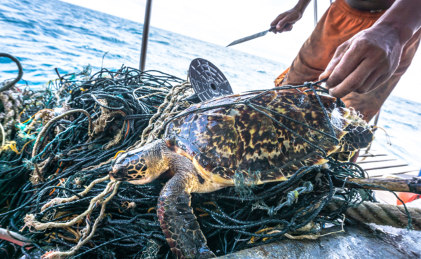 Man about to rescue a turtle who is caught in a fishing net by cutting away the net with a knife