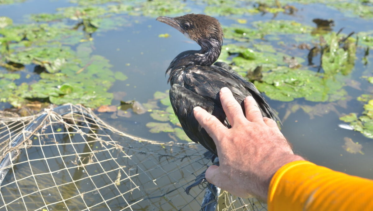 Young cormorant being released from the net that it is caught in