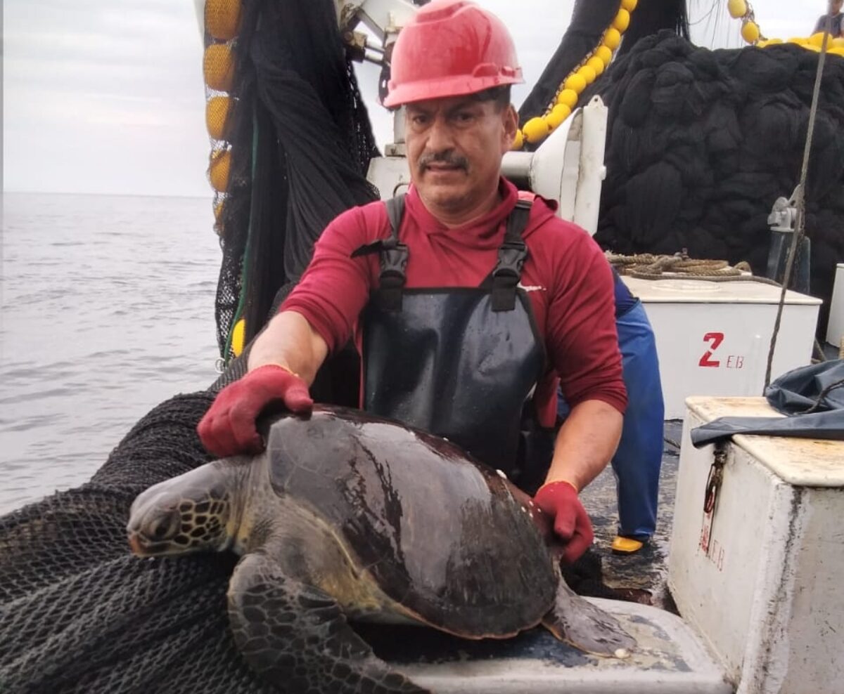 Releasing a sea turtle off the side of a fishing boat
