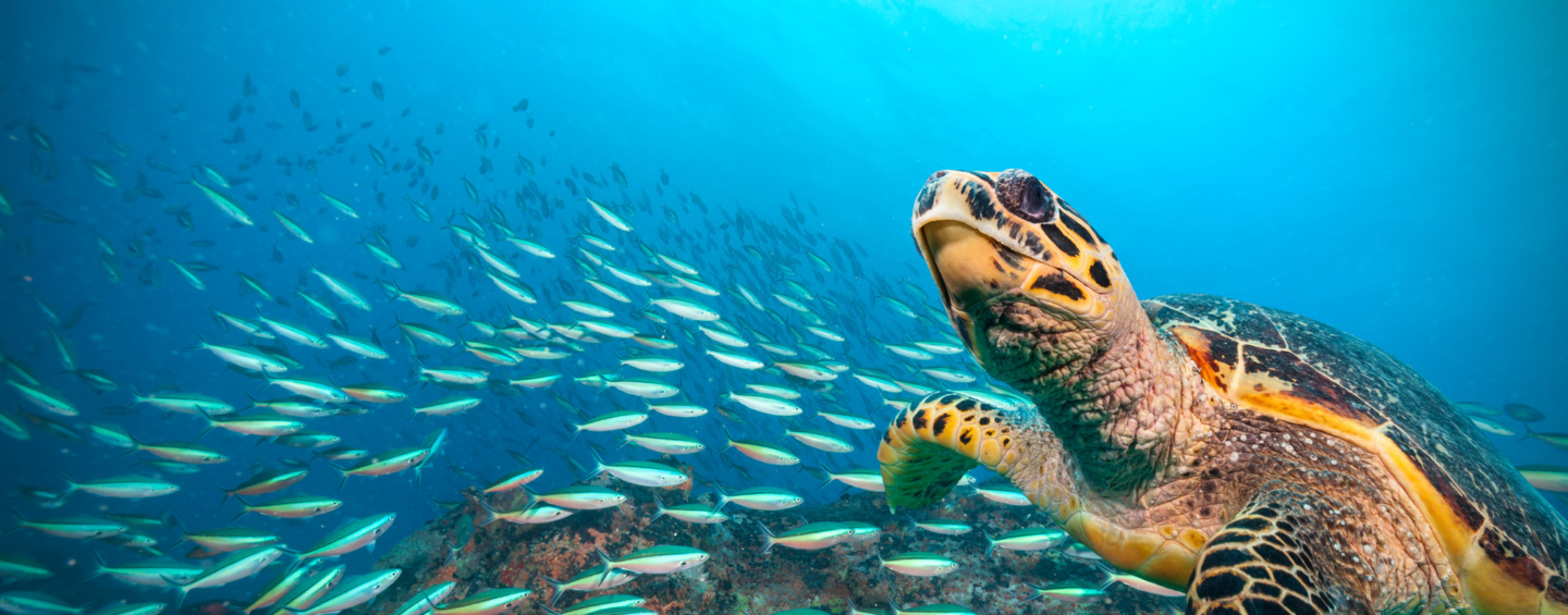 Hawksbill Sea Turtle flowing in Indian ocean, flock of fish on background